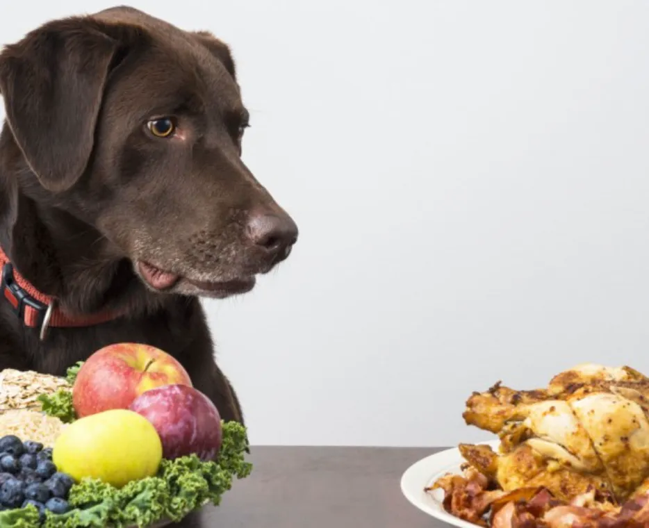 Aliments à éviter pour son chien